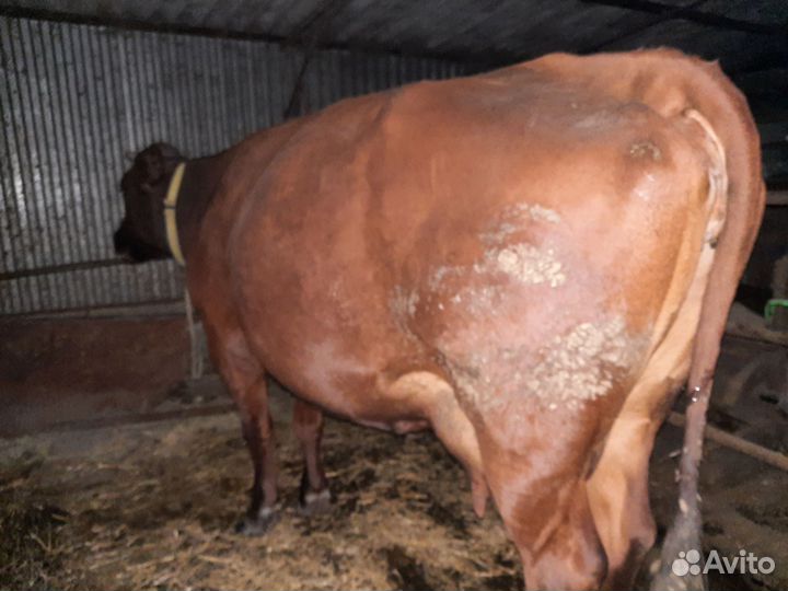 Корову обменяю на дойную