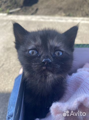 Кошка в дар бесплатно котенок