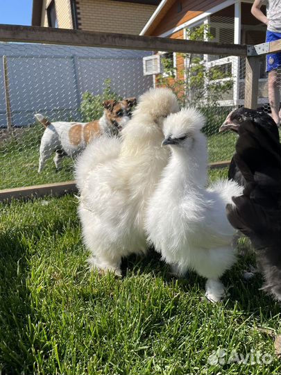 Молодые петушки китайской шелковой