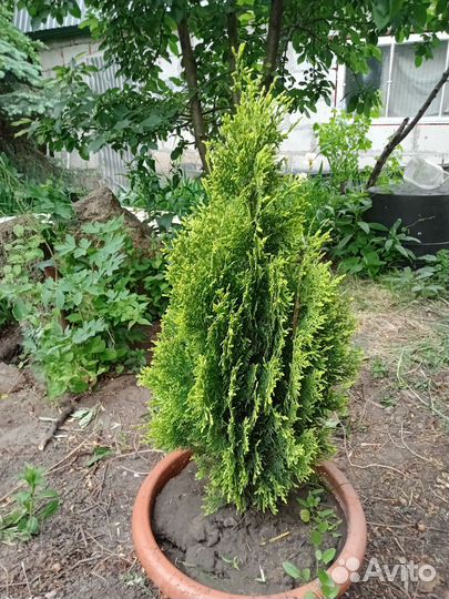 Туя западная голден смарагд