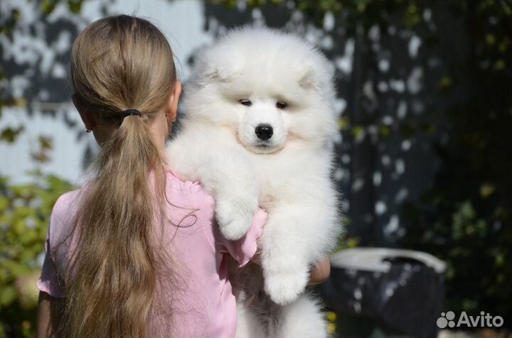 Щенки самоеда