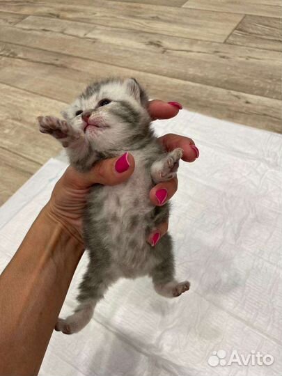 Британские котята малыши