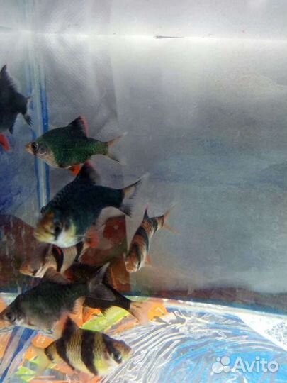 Рыбы аквариумные