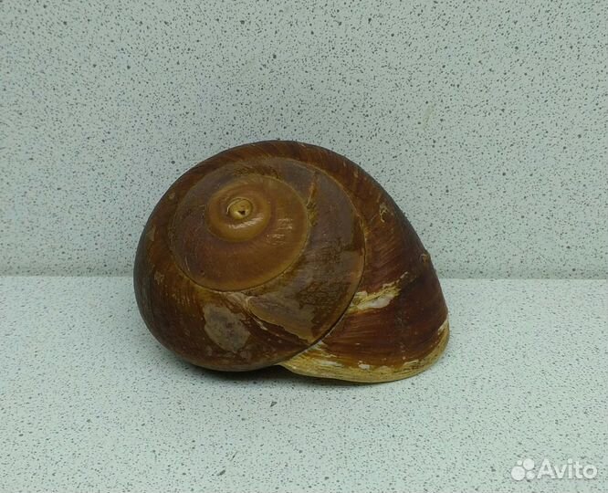 Ризота 7,2 морская ракушка раковина