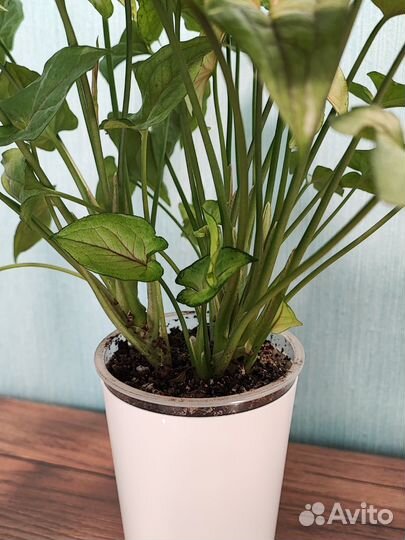 Сингониум орм мане