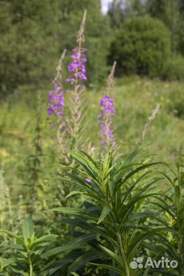 Оптом Иван чай