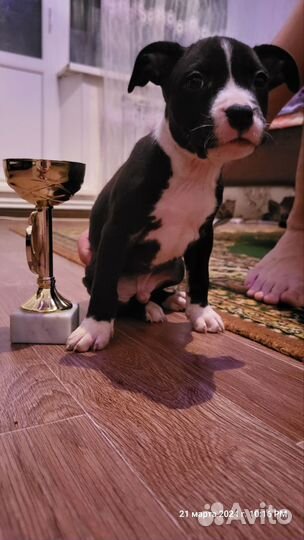 Щенки американского стаффорда