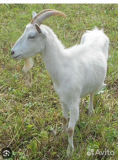 Продаются козы