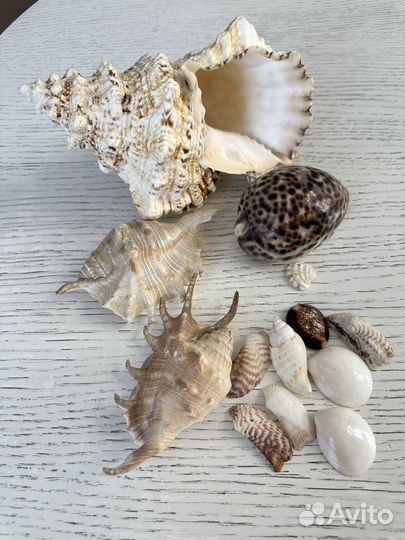 Морские ракушки раковины