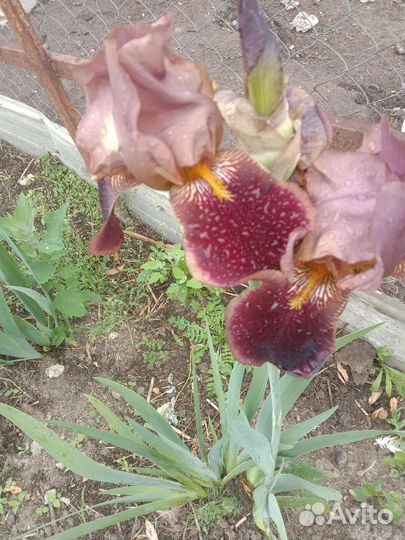 Ирисы бородатые