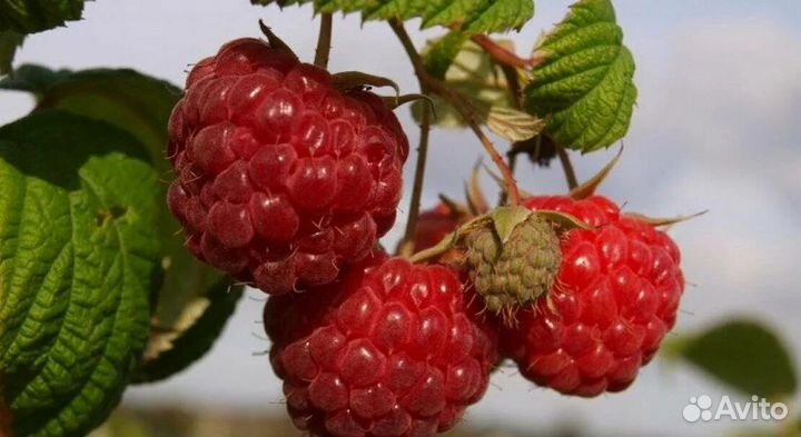 Ремонтантная малина Полесье