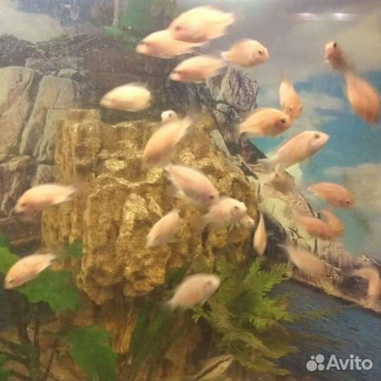 Хромис красавец