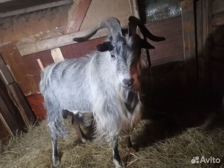 Козел на племя