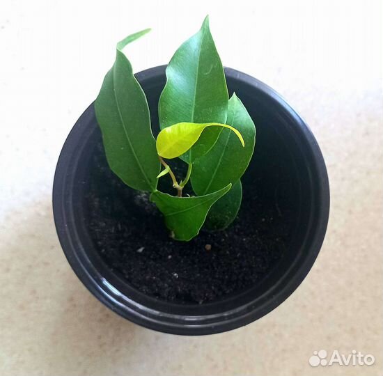 Фикус бенджамина Наташа