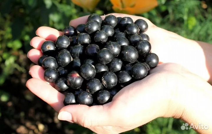 Питомник С реализует смородину черную Зелёная дымк