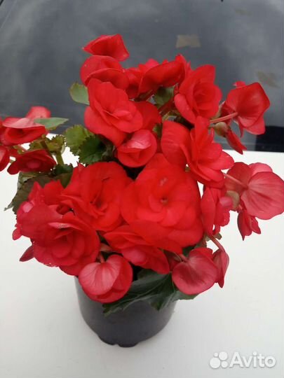 Бегонии Элатиор