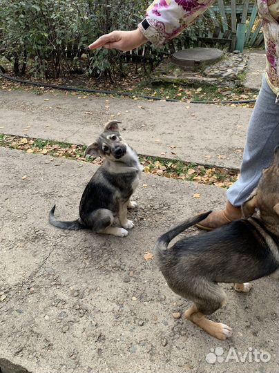Отдам щенков в добрые руки