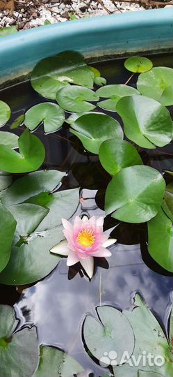 Лилия водяная (Семейство Кувшинок более 9корней)