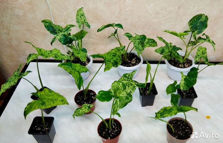 Сингониум моттлед