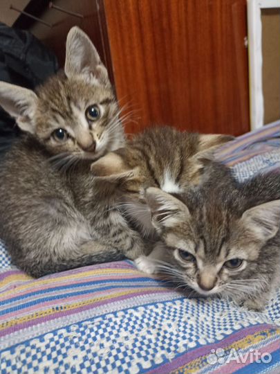 Кошки в добрые руки