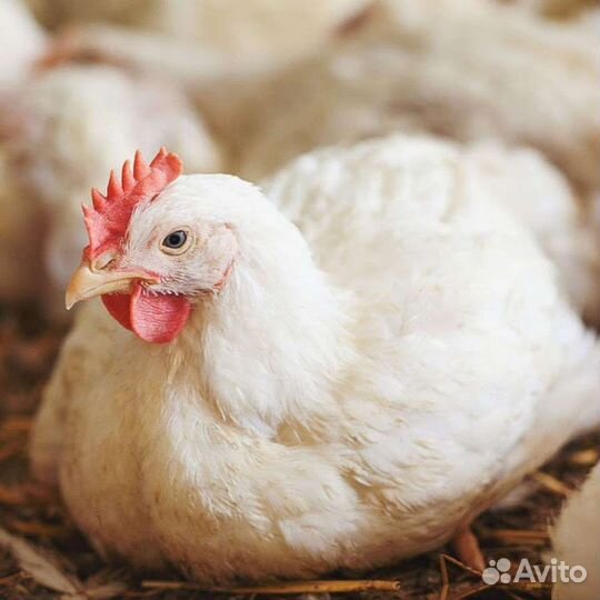 Инк. яйцо всей с/х птицы. опт/розница