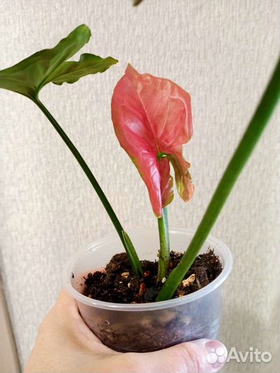 Сингониум Орм нак