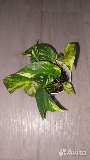 Эпипремнум золотистый