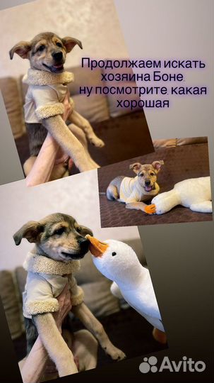 Щенок в добрые руки бесплатно