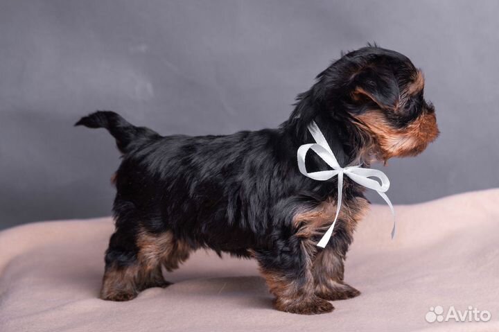 Йоркширский терьер щенки