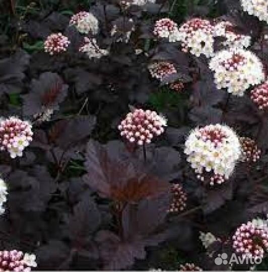 Пузыреплодник Диабло