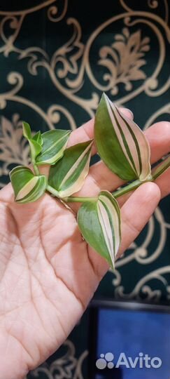 Комнатные растения. Традесканция