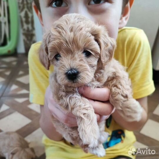 Щенки мальтипу mini f1