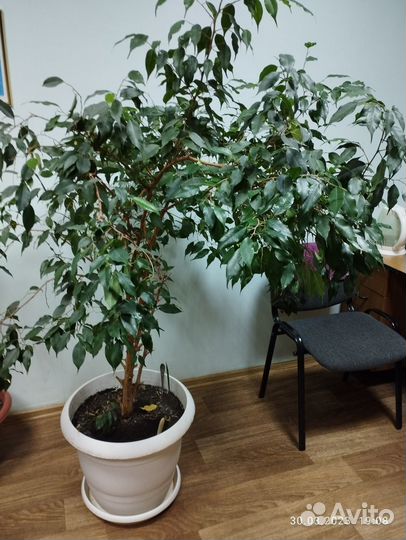 Продам цветы комнатные