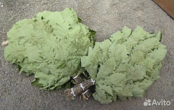 Дубовые веники для бани