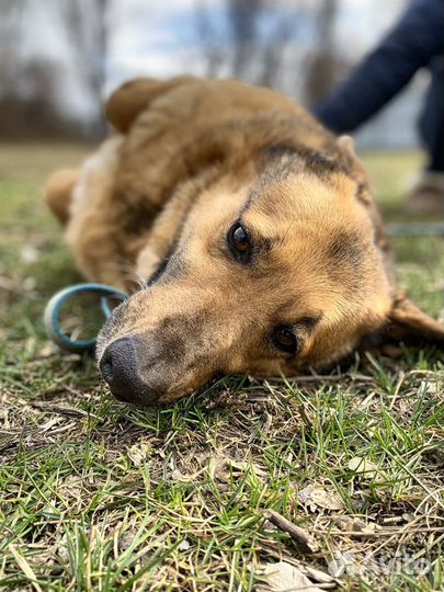 Собака в добрые руки