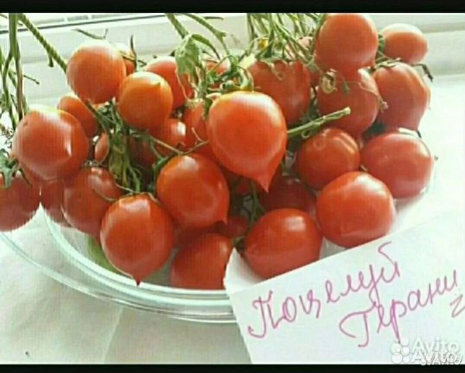 Семена томата Поцелуй Герани