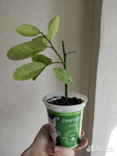 Лимон Мейера