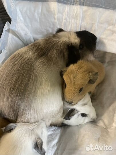 Морские свинки