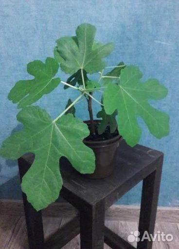 Инжир Комнатный