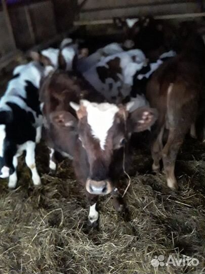 Бычки и телята