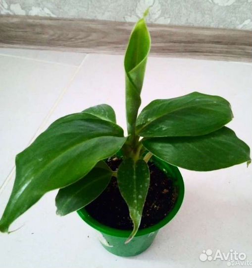 Банан Киевский карлик