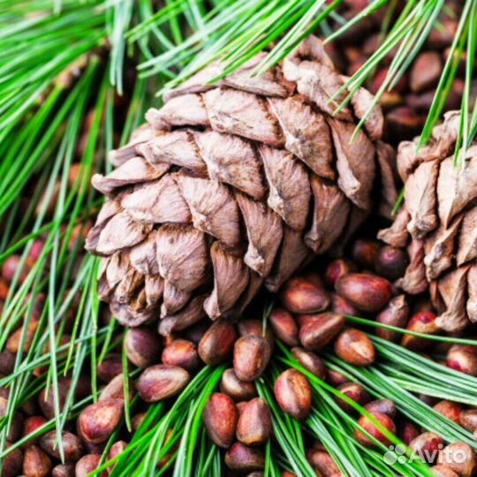 Шишки кедровые