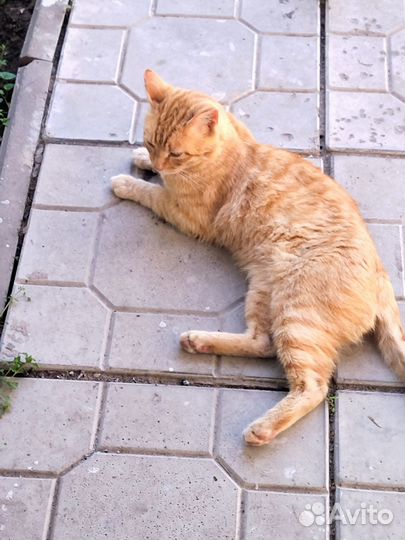 По уходу за кошками