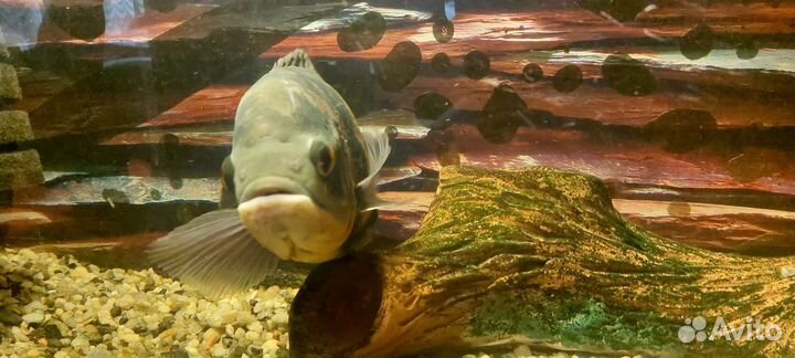 Астронотус