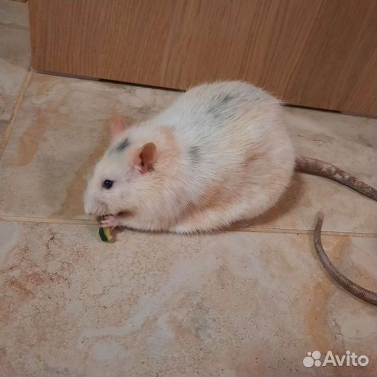 Крыса дамбо и стандартная