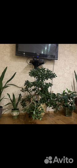 Денежное дерево (толокнянка)