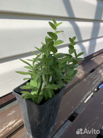 Купена миниатюрная