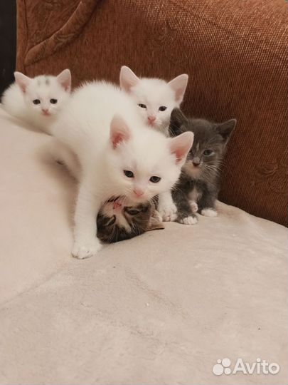 Котята в добрые руки