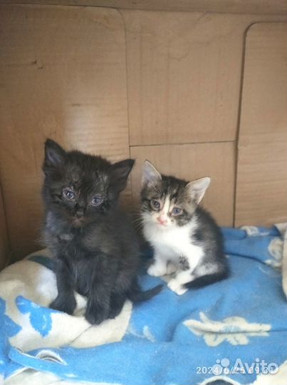 Котята в добрые руки 1 месяц