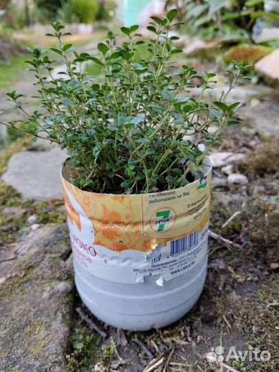 Чабрец лимонный